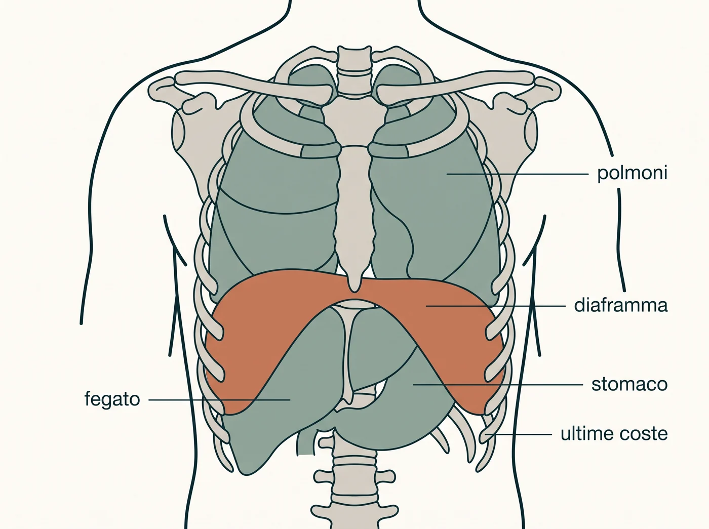 Illustrazione anatomica del diaframma visto di fronte: la cupola muscolare separa i polmoni sopra da fegato e stomaco sotto