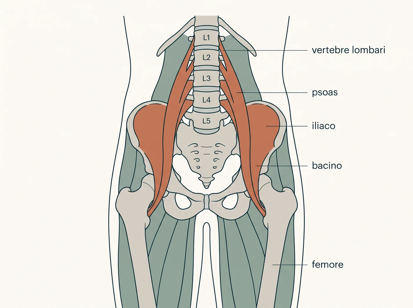 Illustrazione anatomica dell'ileopsoas: lo psoas parte dalle vertebre lombari, l'iliaco dall'osso iliaco, e insieme si inseriscono sul femore