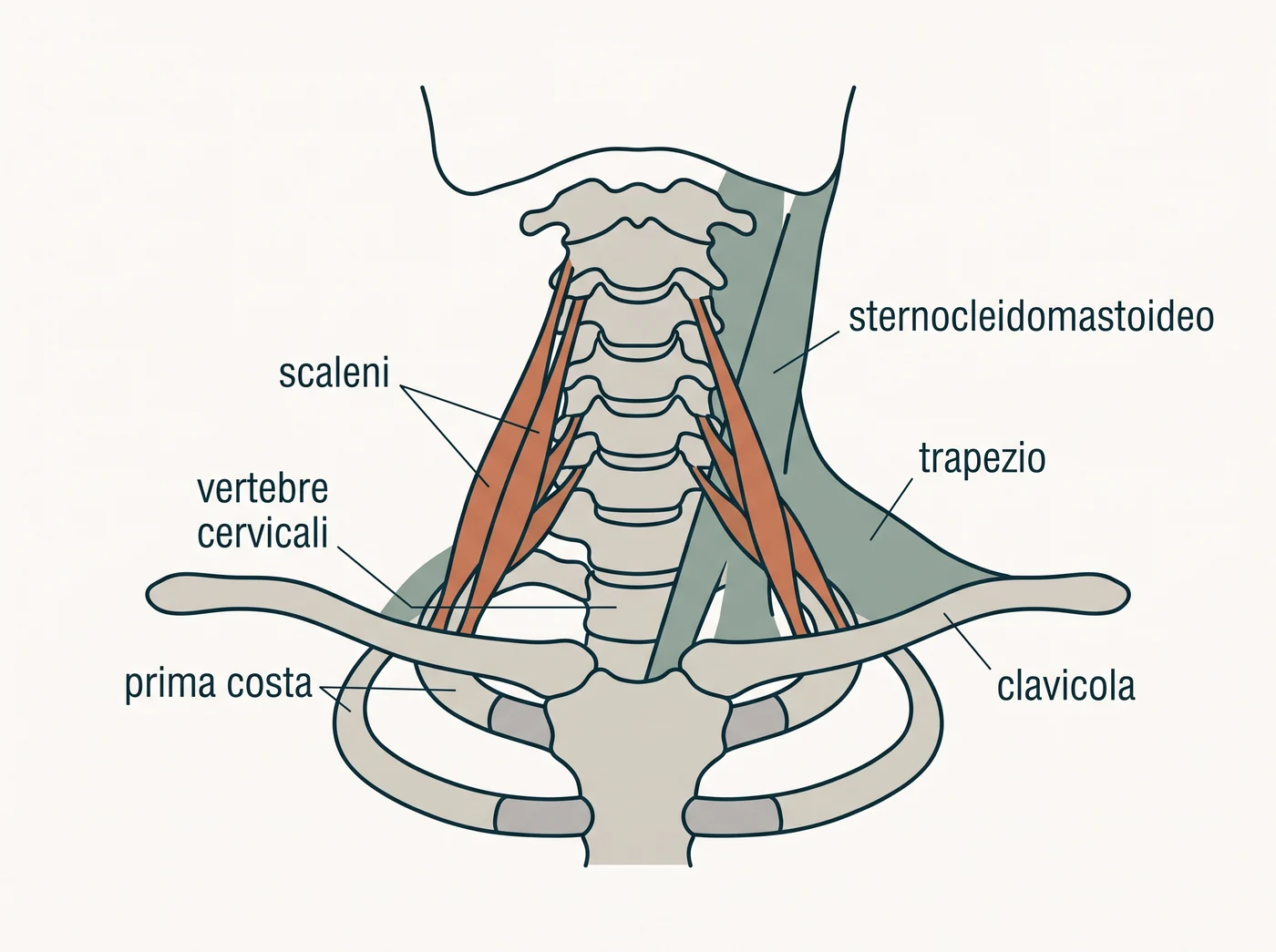 Illustrazione anatomica dei muscoli scaleni del collo, che scendono dalle vertebre cervicali fino alla prima costa